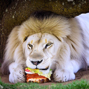 AI generative art tool - Bing Art creation of white lion eating a hamburger<br />
